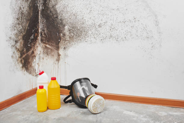 Best Professional Mold Removal  in Crofton, MD