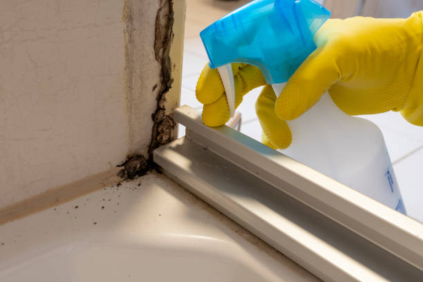 Home Mold Removal in Crofton, MD