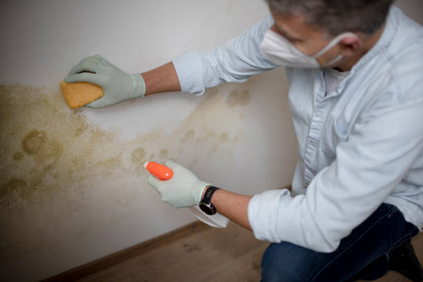 Best Office Mold Removal Services  in Crofton, MD