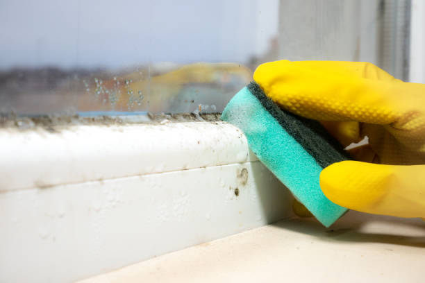 Best Mold Testing  in Crofton, MD