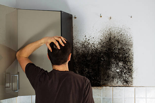 Best Certified Mold Removal  in Crofton, MD