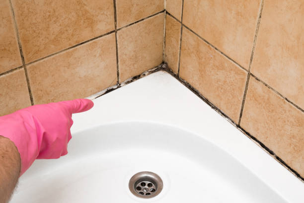 Certified Mold Removal in Crofton, MD